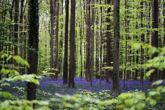 Bluebells, also known as wild hyacinth, bloom among the trees in the Hallerbos forest, south of Brussels, Belgium, on Tuesday, April 22, 2025. (AP Photo/Virginia Mayo)
