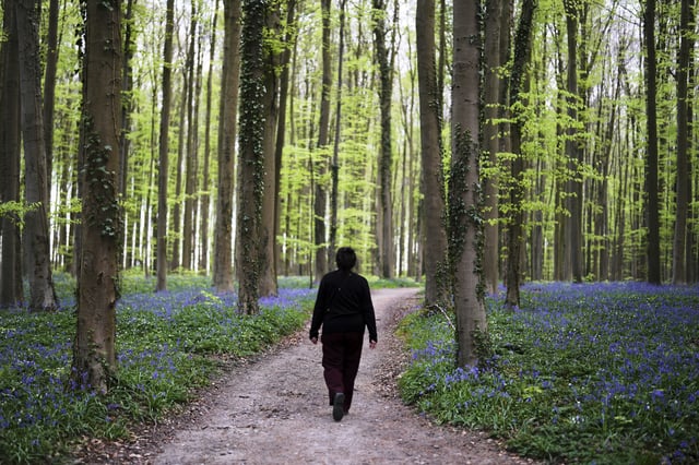 A woman walks on a path with Bluebells, also known as wild hyacinth, in the Hallerbos forest, south of Brussels, Belgium, on Tuesday, April 22, 2025. (AP Photo/Virginia Mayo)