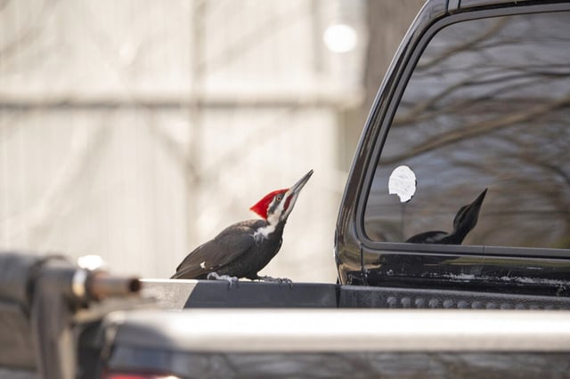 A pileated woodpecker perches Monday on a pickup truck in Rockport, Mass.