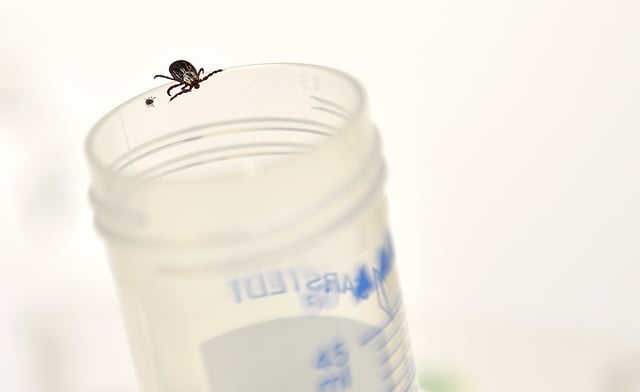 An adult tick (R) is pictured beside a nymph (young tick) (L) in the laboratory of the INRA (Institut National de la Recherche Agronomique) which constitutes a "tiquothèque" to study its geographical distribution, the presence of disease, the development of the Lyme disease on September 28, 2018 in Champenoux, eastern France. - The laboratory appeals to the private individuals to collect the ticks having pricked them. (Photo by JEAN-CHRISTOPHE VERHAEGEN / AFP) (Photo by JEAN-CHRISTOPHE VERHAEGEN/AFP via Getty Images)