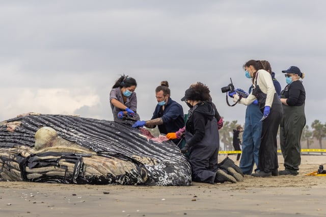 Teams from PMMC and OARRA take samples of the whale so that NOAA teams can study them for domoic acid poisoning. (Photo courtesy of PMMC)