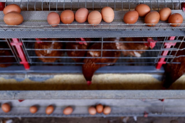 Chickens sit at a poultry farm. March 12, 2025. REUTERS/Diego Vara/File Photo