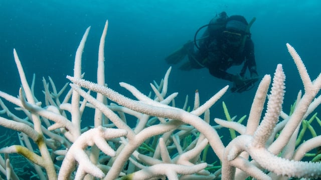 A marine biologist observes bleached coral off the coast of Trat, Thailand, in 2024. 