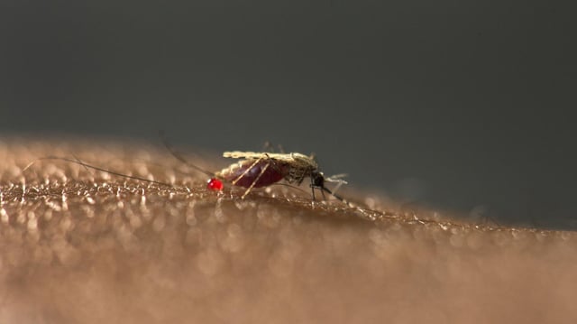 Anopheles-Mücke