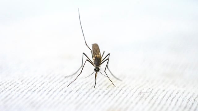 Cerebral malaria occurs when infected red blood cells block small blood vessels in the brain, leading to inflammation, swelling, and damage to brain tissue.