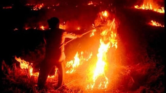 Till April 24, MP recorded 24,953 instances of stubble burning, which is three times of cases registered in 2024 and 42% of cases registered in 2023, as per the government data. (ANI/Representative)