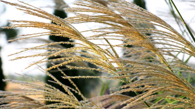 Research shows benefits of switchgrass for sustainable aviation fuel.