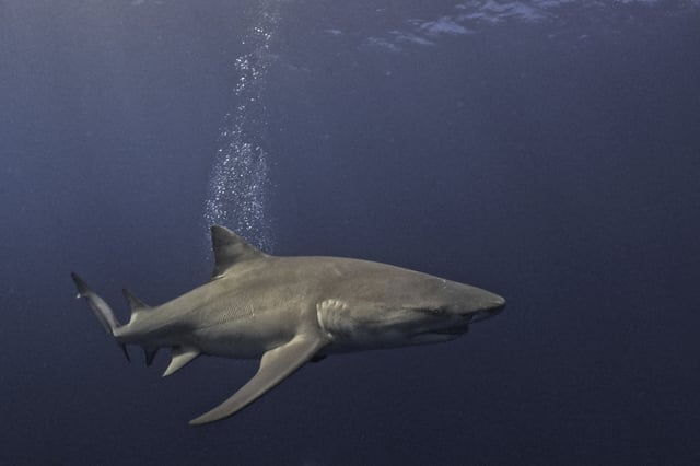 A Lemon Shark swims off Jupiter, Florida, on February 24, 2024.