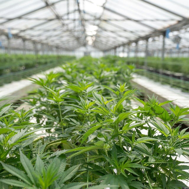 "Rechtliche Zwänge": Erste Cannabis-Clubs in Bayern genehmigt - einer ist im Kreis Bad Kissingen