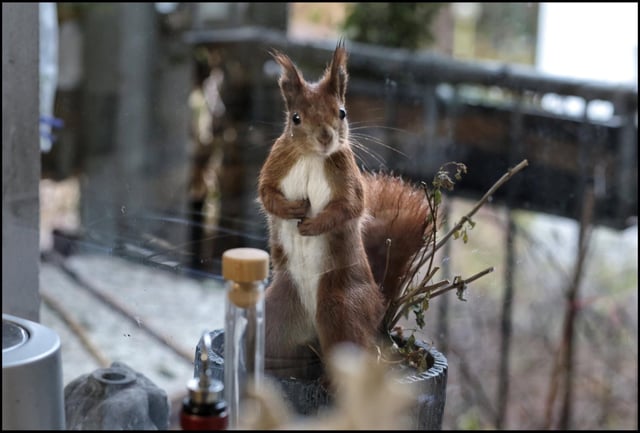 Ein Eichhörnchen zu Besuch in Berlin-Kreuzberg