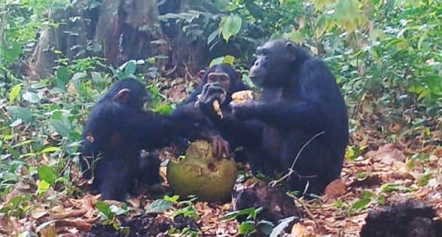 Chimpanzees sharing fruit. image via Anna Bowland/ Cantanhez Chimpanzee Project/ University of Exeter.