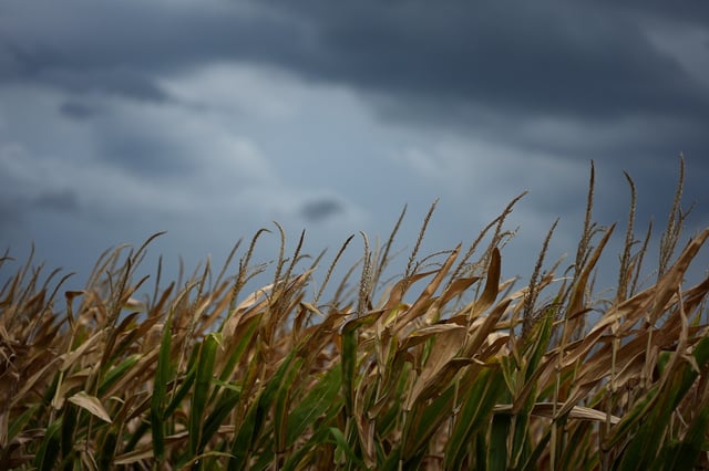 FILE - Storm clouds build above a corn field near Platte City, Mo., Aug. 27, 2024. (AP Photo/Charlie Riedel, file)