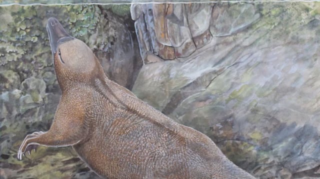 An artist's reconstruction of Kryoryctes at Dinosaur Cove.