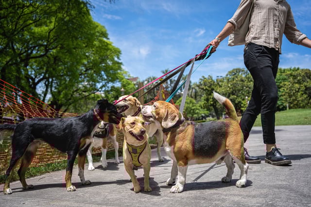 &#39;Dogs die in hot cars and on hot walks,&#39; warns Emily Hall, lead canine heatstroke researcher at the Royal Veterinary College (Photo: FluxFactory/E+/Getty Images)