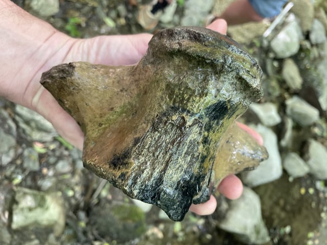 The mosasaur vertebra measured more than seven inches wide.