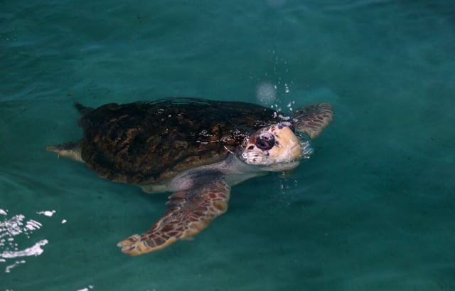 El tortugo Jorge llegó a Mar del Plata desde Mendoza