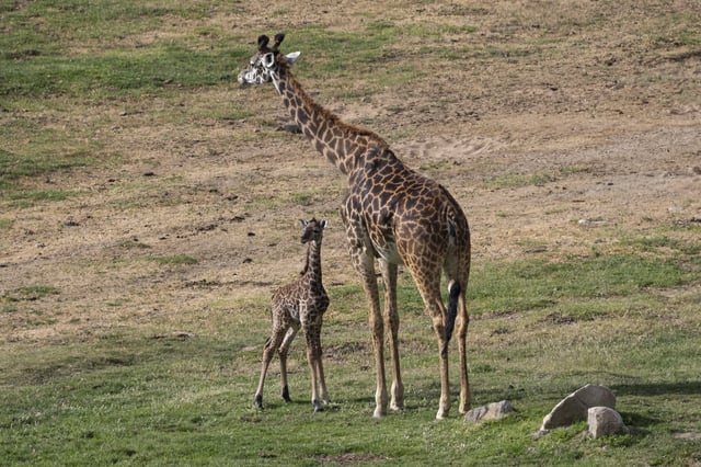 The giraffe calf and his mom, Mara, at the San Diego Zoo Safari Park.