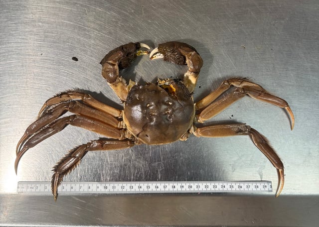 A Chinese mitten crab, the type that was discovered in the Pacific Northwest for the first time.