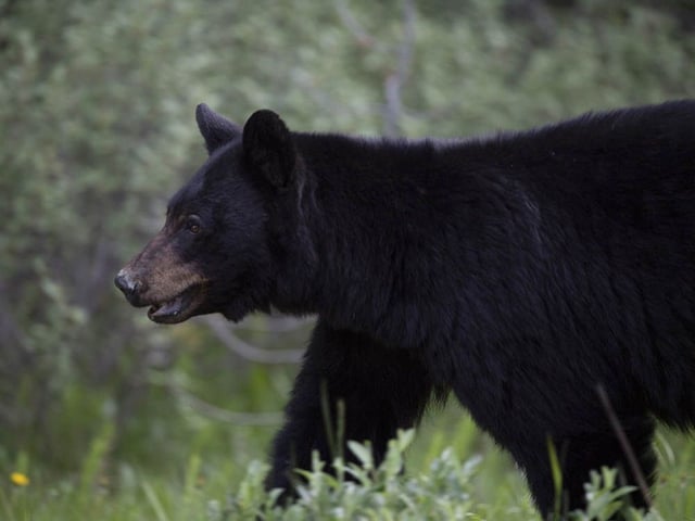 File photo of a black bear in the woods.