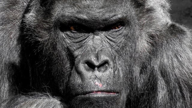 The hypothetical question Could 100 men defeat one gorilla? has taken over social media. 