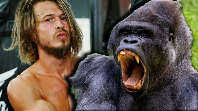 A photo of a boxer and a gorilla.