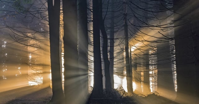More than a pretty forest: Trees use their own mysterious "wood wide web" to sync up and shield themselves from surprise events