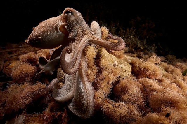 Documentan el primer pulpo con nueve brazos