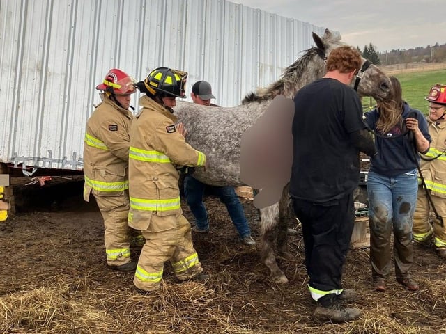 Firefighters responded to about 50 calls throughout Ottawa Tuesday, including a unique call for an extrication of a trapped horse caused by the high winds.