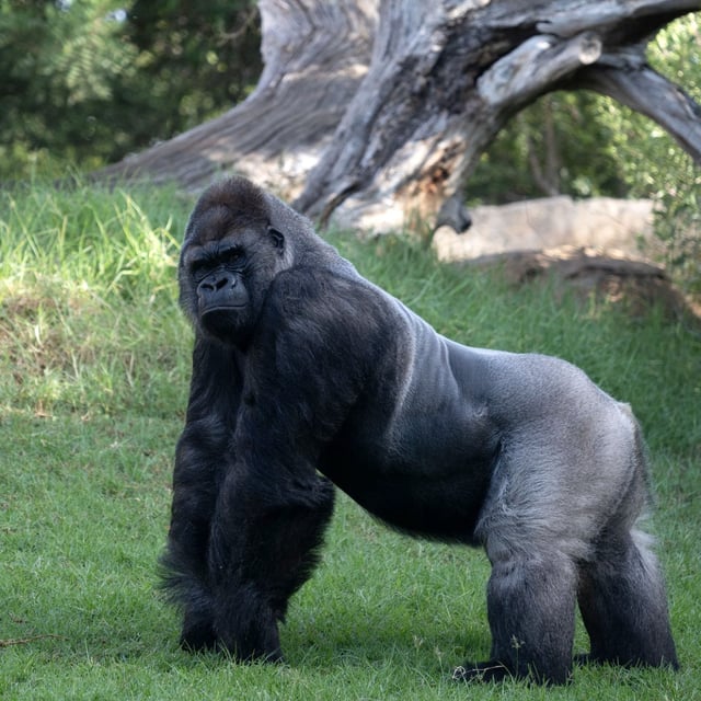 a silverback gorilla standing on all fours on green grass