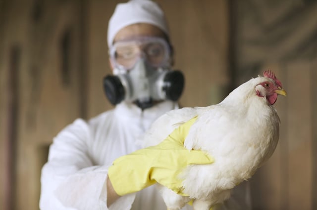 The threat of bird flu has not gone away, virologists are warning.
