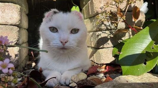 Bobble, a four-year-old rescue cat, suffered sun damage as a kitten