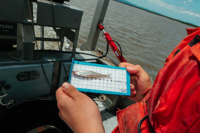 A researcher measures, catalogues and packages an adult longfin smelt in the southern part of the San Francisco Bay in 2023. The smelt, a fundamental part of the food chain in the bay, is listed as endangered. House Republicans will vote on whether to rescind its status.
