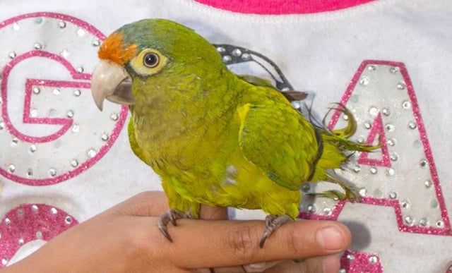 The birds were Orange Fronted Parakeets, like the one seen here