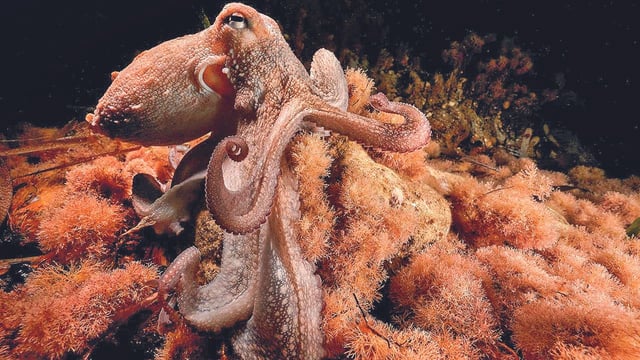 Imagen del pulpo Salvador