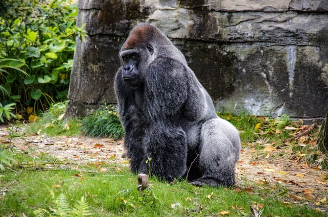 A Silverback Gorilla in 2024.
