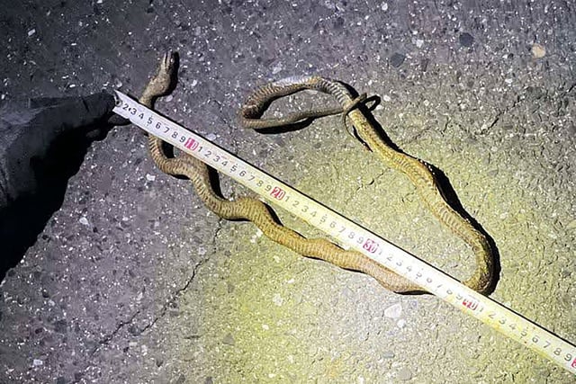 Japan's busiest bullet train route was brought to a halt after a three-foot snake wrapped itself around an electricity pole on April 30, 2025.