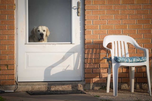 A dog keeps watch in Boca Chica ahead of a planned SpaceX launch in March 2024.