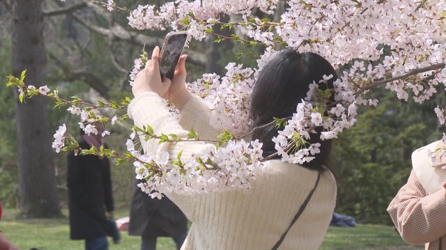 A Torontonian takes pictures with the booming cherry blossoms at High Park.