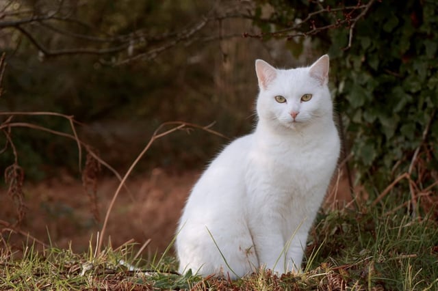Vets often see skin cancer on the ears of white cats (Photo: Mike Wilson/Getty Images/500px)