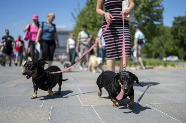 Dachshunds and their owners take part in an attempt to set Hungary’s record for the largest dog walk of a single breed, at Budapest City Park, Budapest, Thursday, May 1, 2025. (AP Photo/Denes Erdos)