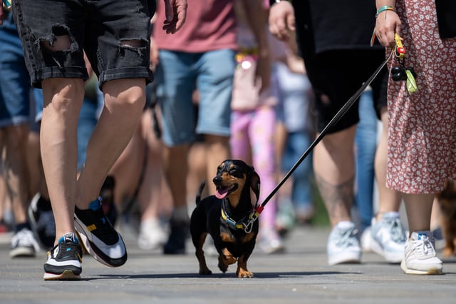 A Dachshund and owner take part in an attempt to set Hungary’s record for the largest dog walk of a single breed, at Budapest City Park, Budapest, Thursday, May 1, 2025. (AP Photo/Denes Erdos)