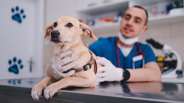 An initial review prompted an “unprecedented” 56,000 responses from pet owners, who fear they may be overpaying for medicines