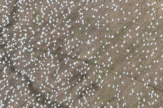 Almost all species analyzed in the new study had areas where they were declining and other areas where population increased