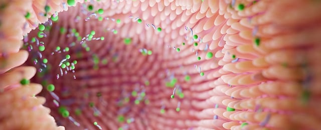 3d render of the inside of a gut, lined with fleshy pink villi, among which green and blue spheres drift, to represent bacteria.