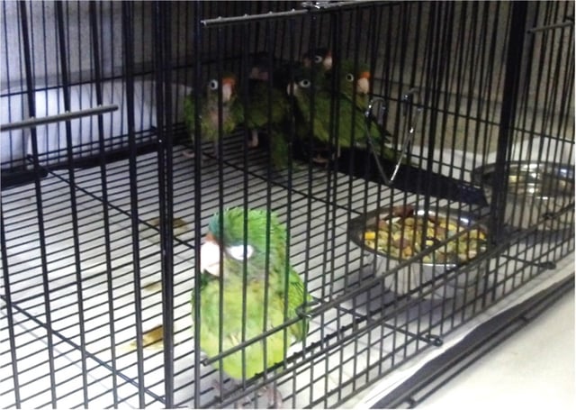 Customs and Border Protection officers arrested a 54-year-old Mexican citizen at the Otay Mesa Port of Entry on Tuesday after investigators allegedly found six exotic parakeets being smuggled in his cowboy boots and another six hidden in his Jeep’s car seat. (Courtesy of U.S. Attorney’s Office)