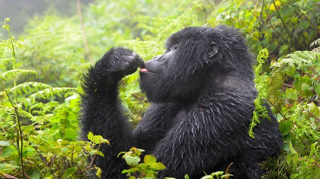 Mountain gorilla (Gorilla gorilla beringei) lost in thoughts, Volcanoes National Park, Rwanda.