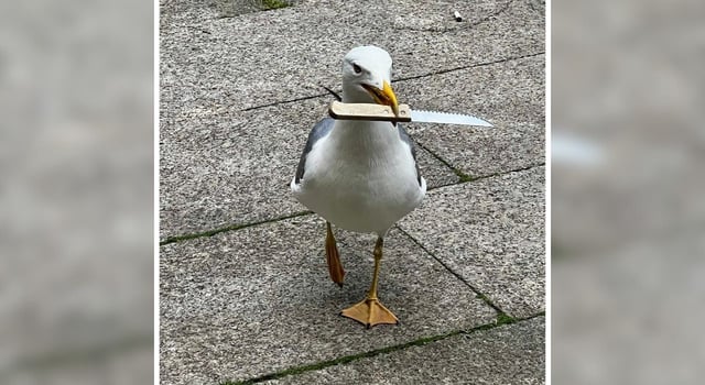 La gaviota, paseando con un cuchillo que robó en el Casco Vello de Vigo