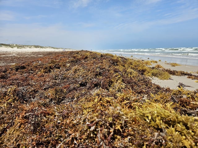 Sargassum covers the shoreline at Padre Island National Seashore. While the influx of seaweed may be unappealing for beachgoers, it&#39;s highly beneficial to the ecosystem, helping provide a food source for shorebirds and helping enrich the coastal soil, experts say.