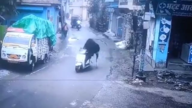 A viral video showed a stray bull in Rishikesh taking a scooter for a spin.
