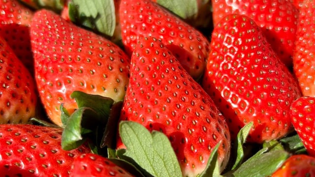 Gene-edited strawberries made by US company Simplot which last for four weeks